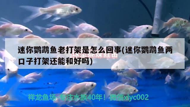 迷你鸚鵡魚老打架是怎么回事(迷你鸚鵡魚兩口子打架還能和好嗎)