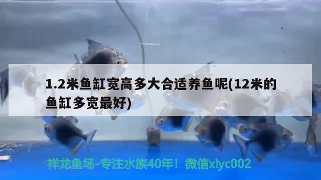 1.2米魚缸寬高多大合適養(yǎng)魚呢(12米的魚缸多寬最好) 福滿鉆魚