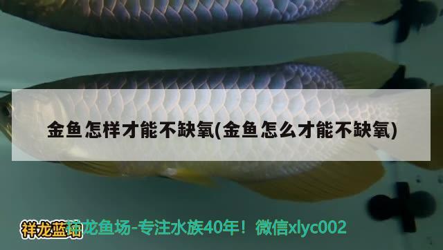 金魚怎樣才能不缺氧(金魚怎么才能不缺氧)