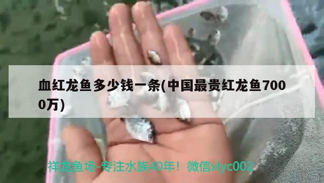 血紅龍魚多少錢一條(中國最貴紅龍魚7000萬)