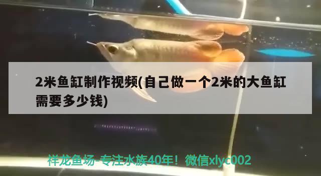 2米魚缸制作視頻(自己做一個2米的大魚缸需要多少錢) 黃金達摩魚