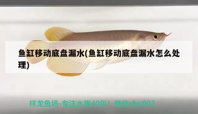 魚缸移動(dòng)底盤漏水(魚缸移動(dòng)底盤漏水怎么處理) 祥龍龍魚魚糧