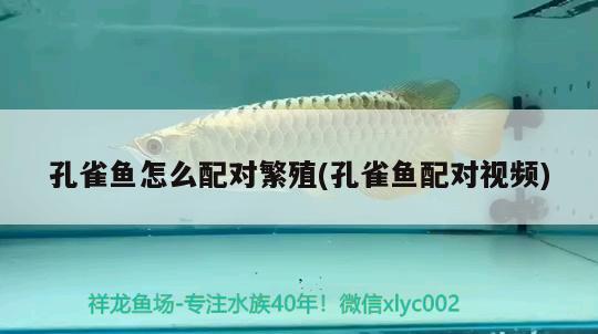 孔雀魚怎么配對(duì)繁殖(孔雀魚配對(duì)視頻) 觀賞魚