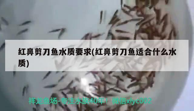 紅鼻剪刀魚水質(zhì)要求(紅鼻剪刀魚適合什么水質(zhì)) 觀賞魚