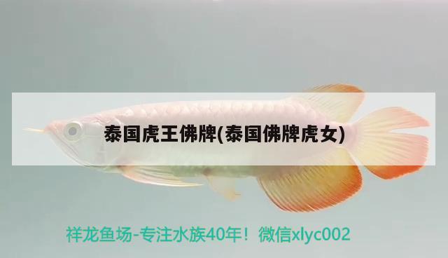 泰國(guó)虎王佛牌(泰國(guó)佛牌虎女) 觀賞魚(yú)