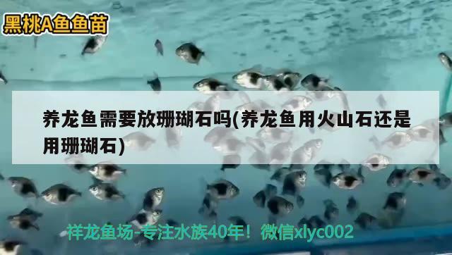 養(yǎng)龍魚需要放珊瑚石嗎(養(yǎng)龍魚用火山石還是用珊瑚石) 白子紅龍魚 第1張