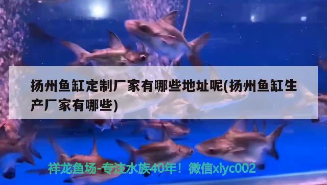 揚州魚缸定制廠家有哪些地址呢(揚州魚缸生產廠家有哪些) 黃金鴨嘴魚