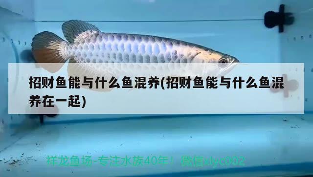 招財魚能與什么魚混養(yǎng)(招財魚能與什么魚混養(yǎng)在一起)