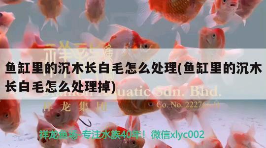 魚缸里的沉木長白毛怎么處理(魚缸里的沉木長白毛怎么處理掉)