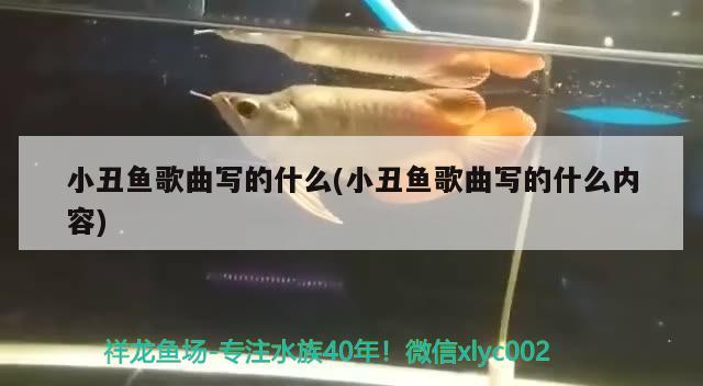 小丑魚(yú)歌曲寫(xiě)的什么(小丑魚(yú)歌曲寫(xiě)的什么內(nèi)容) 海水魚(yú)