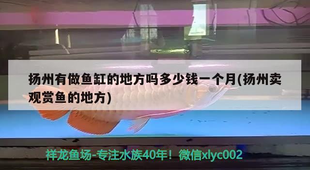 揚(yáng)州有做魚缸的地方嗎多少錢一個月(揚(yáng)州賣觀賞魚的地方) 虎魚魚苗