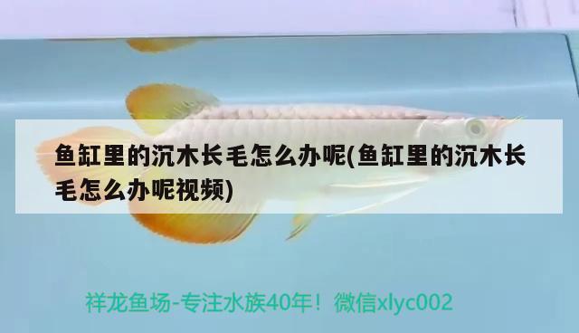 魚缸里的沉木長毛怎么辦呢(魚缸里的沉木長毛怎么辦呢視頻)