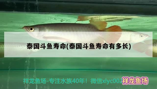 泰國(guó)斗魚(yú)壽命(泰國(guó)斗魚(yú)壽命有多長(zhǎng))