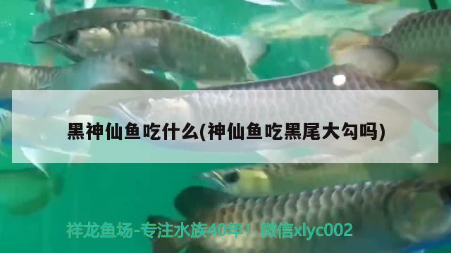 黑神仙魚吃什么(神仙魚吃黑尾大勾嗎)