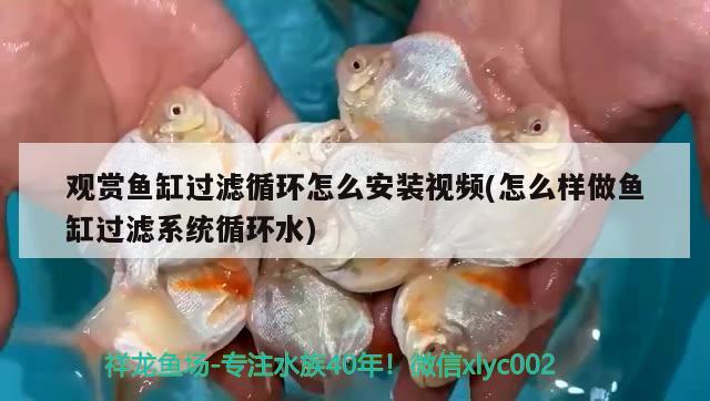 觀賞魚缸過濾循環(huán)怎么安裝視頻(怎么樣做魚缸過濾系統(tǒng)循環(huán)水)