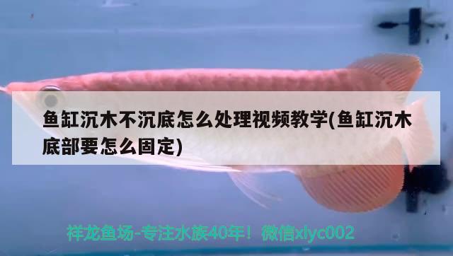 魚缸沉木不沉底怎么處理視頻教學(xué)(魚缸沉木底部要怎么固定)