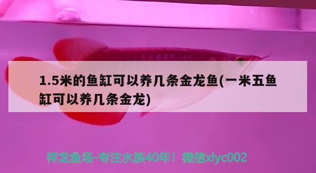 1.5米的魚缸可以養(yǎng)幾條金龍魚(一米五魚缸可以養(yǎng)幾條金龍) 野彩魚