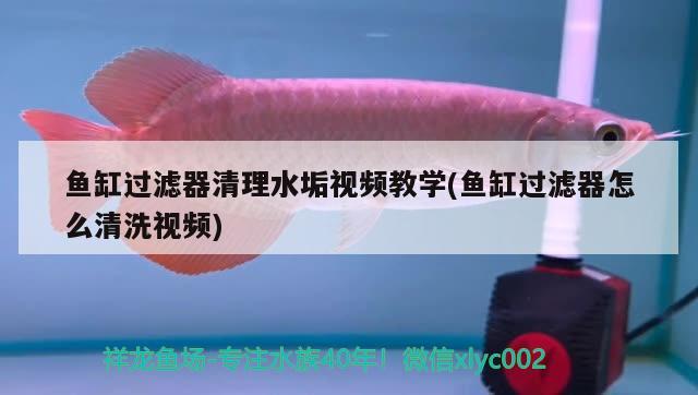 魚缸過(guò)濾器清理水垢視頻教學(xué)(魚缸過(guò)濾器怎么清洗視頻)