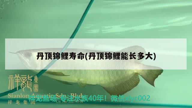 丹頂錦鯉壽命(丹頂錦鯉能長多大) 丹頂錦鯉魚