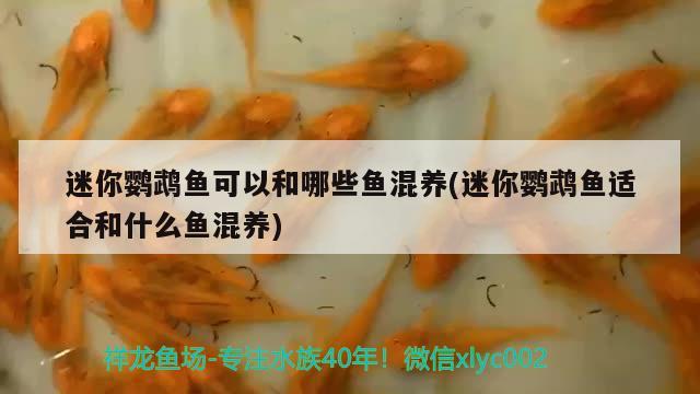 迷你鸚鵡魚(yú)可以和哪些魚(yú)混養(yǎng)(迷你鸚鵡魚(yú)適合和什么魚(yú)混養(yǎng)) 鸚鵡魚(yú)