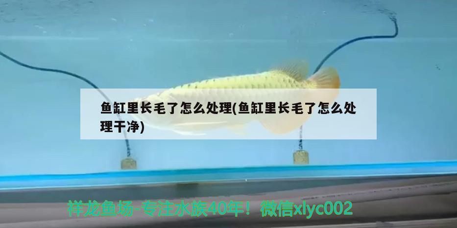 魚缸里長毛了怎么處理(魚缸里長毛了怎么處理干凈)