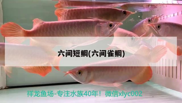 六間短鯛(六間雀鯛) 觀賞魚