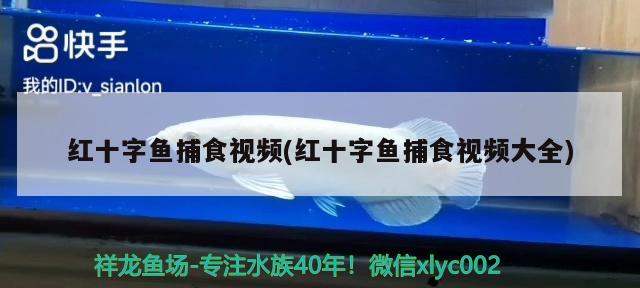 紅十字魚捕食視頻(紅十字魚捕食視頻大全) 觀賞魚