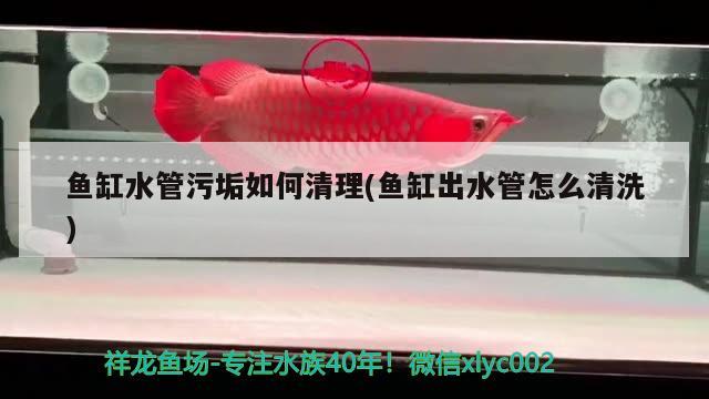 魚缸水管污垢如何清理(魚缸出水管怎么清洗) 帝王三間魚