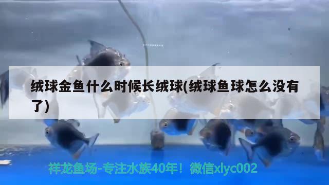 絨球金魚什么時(shí)候長絨球(絨球魚球怎么沒有了)