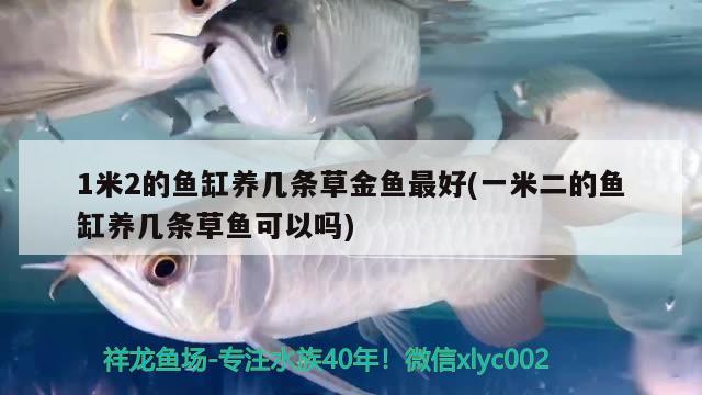 1米2的魚缸養(yǎng)幾條草金魚最好(一米二的魚缸養(yǎng)幾條草魚可以嗎)