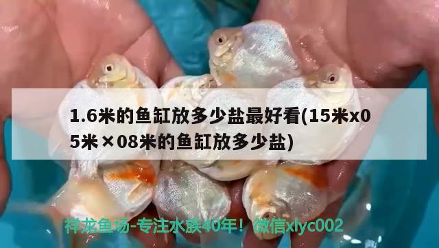 1.6米的魚缸放多少鹽最好看(15米x05米×08米的魚缸放多少鹽) 紅老虎魚