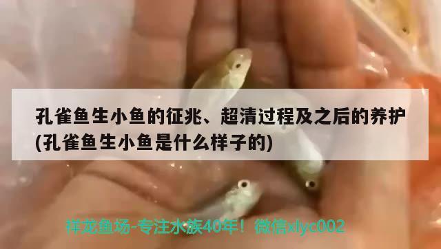 孔雀魚生小魚的征兆、超清過程及之后的養(yǎng)護(hù)(孔雀魚生小魚是什么樣子的)