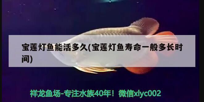 寶蓮燈魚能活多久(寶蓮燈魚壽命一般多長時間)