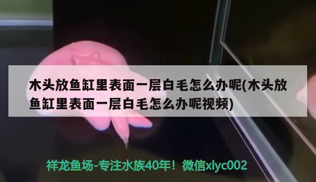 木頭放魚缸里表面一層白毛怎么辦呢(木頭放魚缸里表面一層白毛怎么辦呢視頻) 白子銀龍苗（黃化銀龍苗）