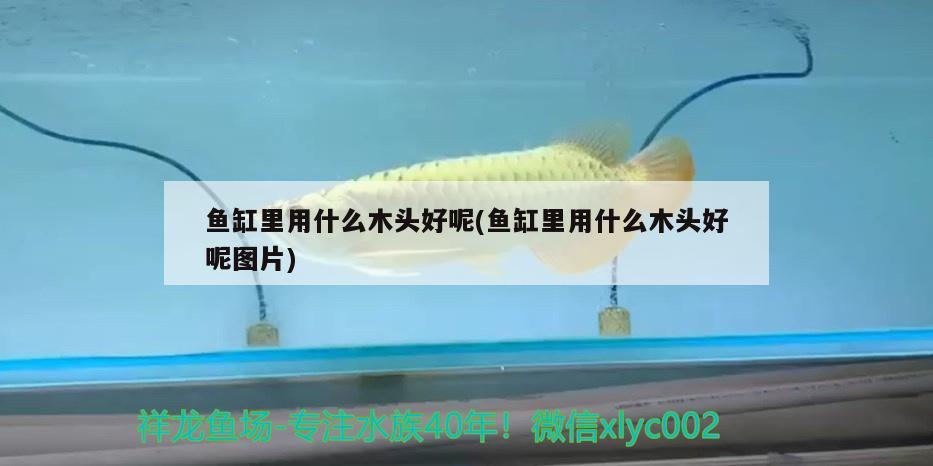 魚缸里用什么木頭好呢(魚缸里用什么木頭好呢圖片) 龍魚芯片掃碼器