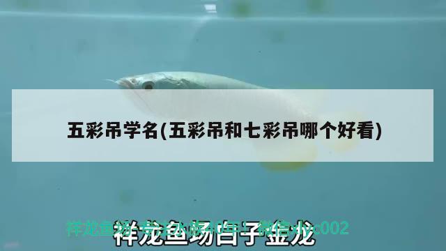 五彩吊學(xué)名(五彩吊和七彩吊哪個(gè)好看) 觀賞魚