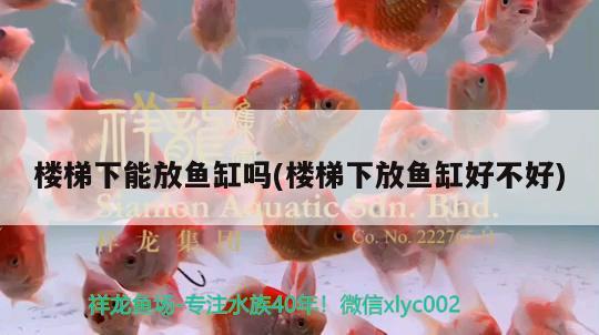 樓梯下能放魚缸嗎(樓梯下放魚缸好不好) 粗線銀版魚