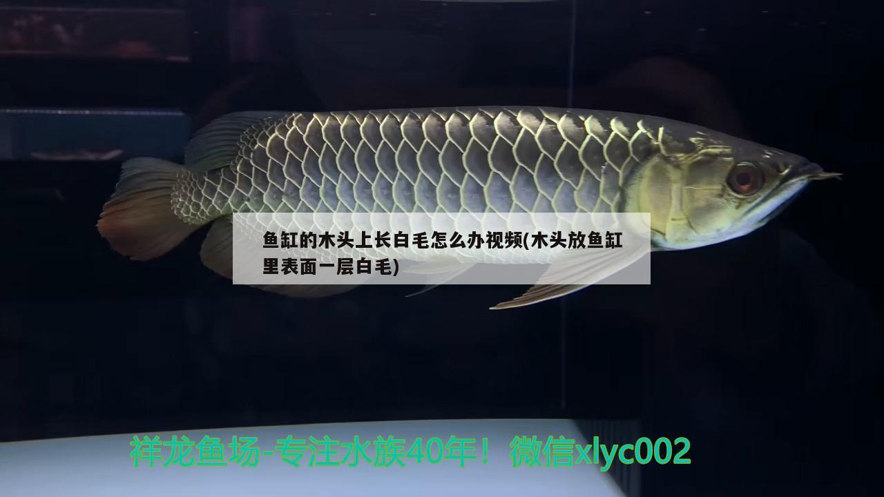 魚缸的木頭上長白毛怎么辦視頻(木頭放魚缸里表面一層白毛) 印尼虎苗