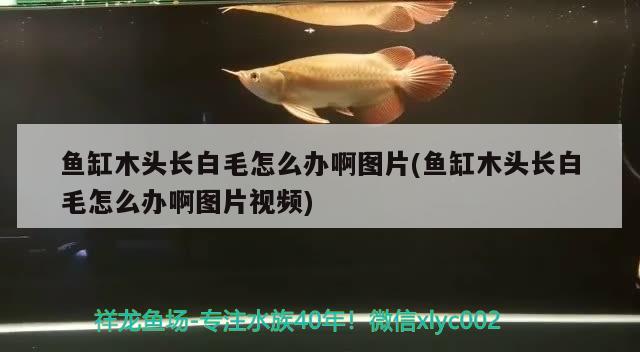 魚缸木頭長白毛怎么辦啊圖片(魚缸木頭長白毛怎么辦啊圖片視頻)