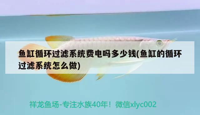 魚缸循環(huán)過濾系統(tǒng)費電嗎多少錢(魚缸的循環(huán)過濾系統(tǒng)怎么做) 申古銀版魚