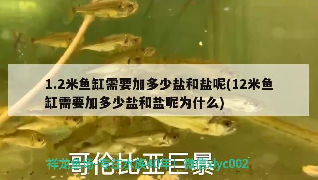 1.2米魚缸需要加多少鹽和鹽呢(12米魚缸需要加多少鹽和鹽呢為什么) 帝王血鉆