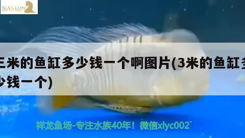 三米的魚(yú)缸多少錢(qián)一個(gè)啊圖片(3米的魚(yú)缸多少錢(qián)一個(gè)) 過(guò)背金龍魚(yú)