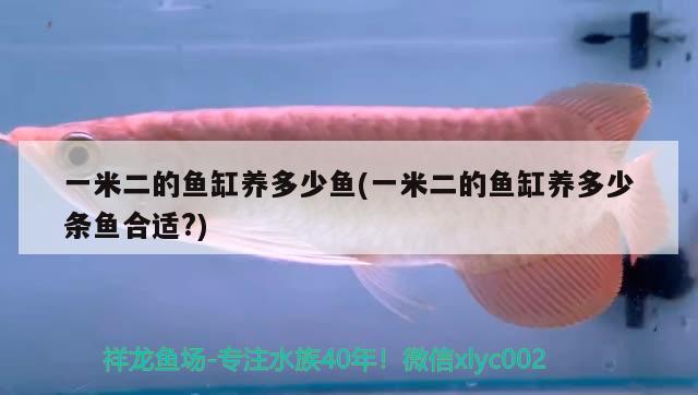 一米二的魚缸養(yǎng)多少魚(一米二的魚缸養(yǎng)多少條魚合適?)