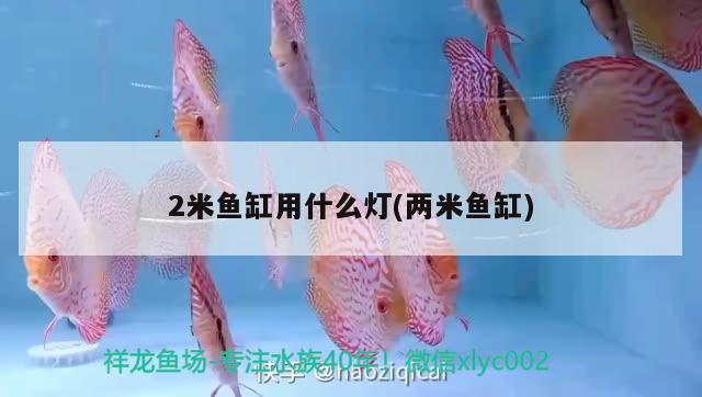 2米魚缸用什么燈(兩米魚缸) 祥龍金禾金龍魚