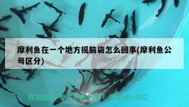 摩利魚在一個地方搖腦袋怎么回事(摩利魚公母區(qū)分) 觀賞魚