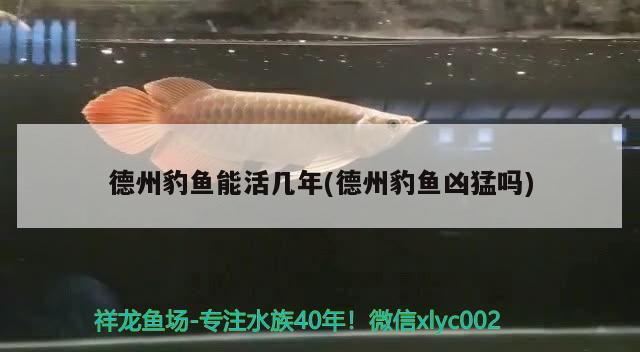 德州豹魚能活幾年(德州豹魚兇猛嗎) 觀賞魚