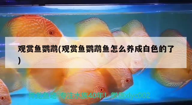 觀賞魚鸚鵡(觀賞魚鸚鵡魚怎么養(yǎng)成白色的了) 鸚鵡魚