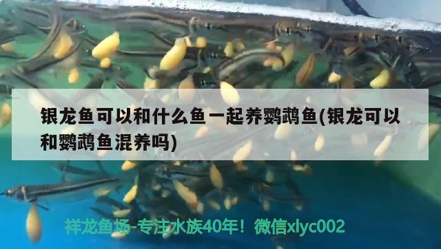 銀龍魚可以和什么魚一起養(yǎng)鸚鵡魚(銀龍可以和鸚鵡魚混養(yǎng)嗎)