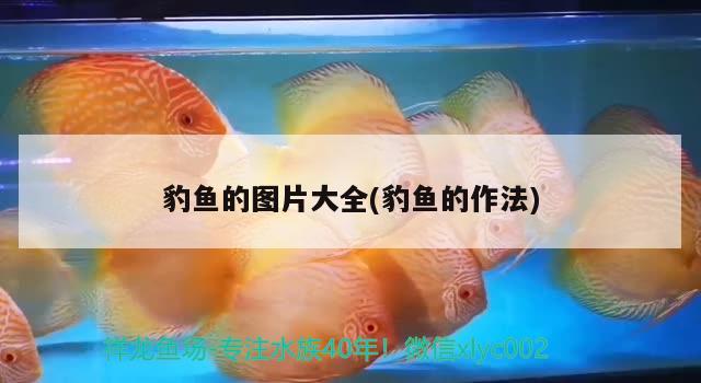 豹魚的圖片大全(豹魚的作法)