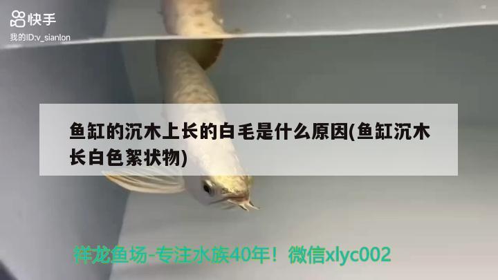 魚缸的沉木上長的白毛是什么原因(魚缸沉木長白色絮狀物)